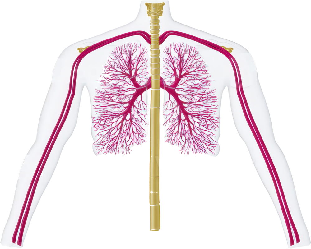 Ilustração do sistema vascular